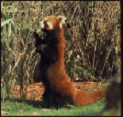 20080318-red panda ailurus_1.gif
